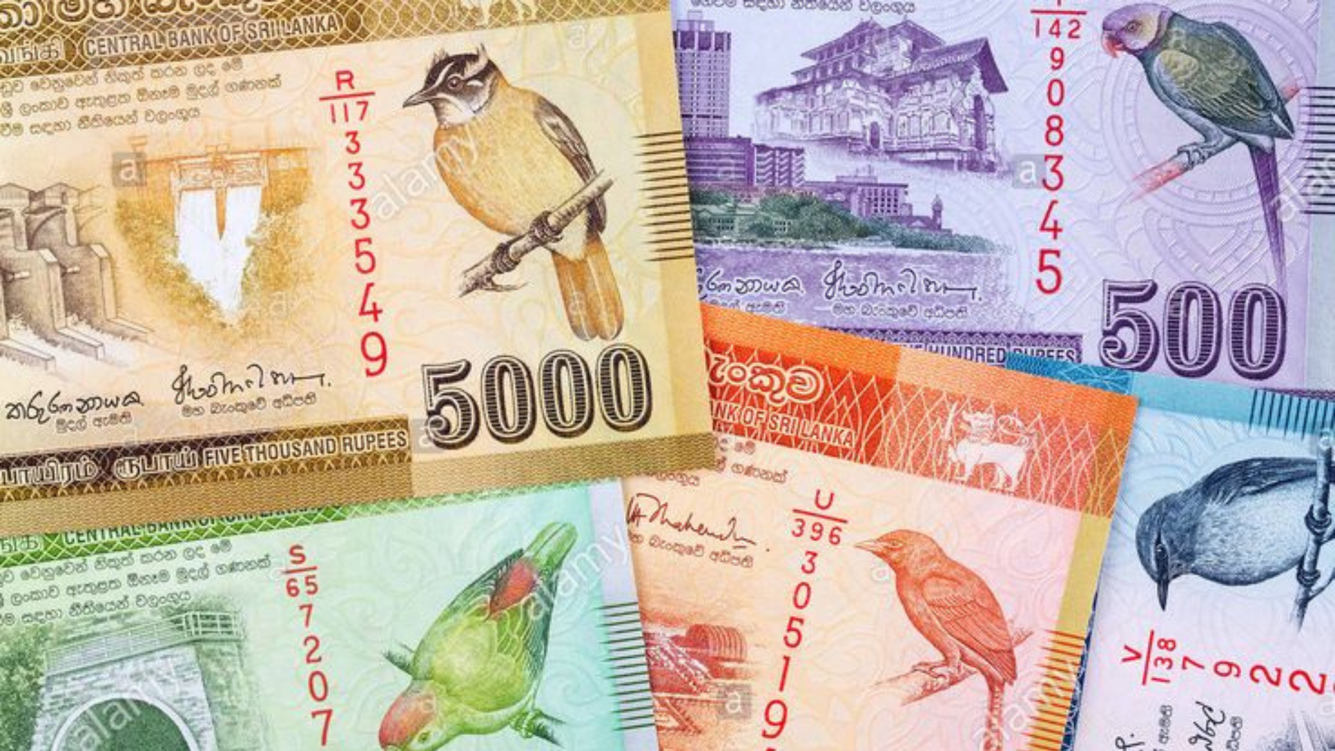 Шри ланкийские деньги. Деньги шри ланки. Банкноты шри ланки фото. Банкнота шри ланка 20 рупий. 50 рупий купюра.